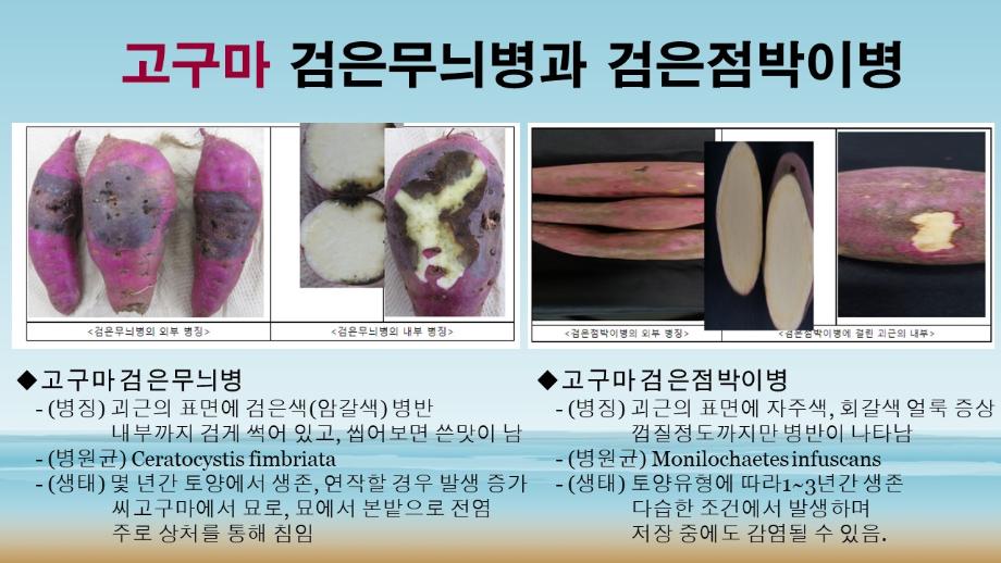 고구마 검은무늬병과 검은점박이병 안내