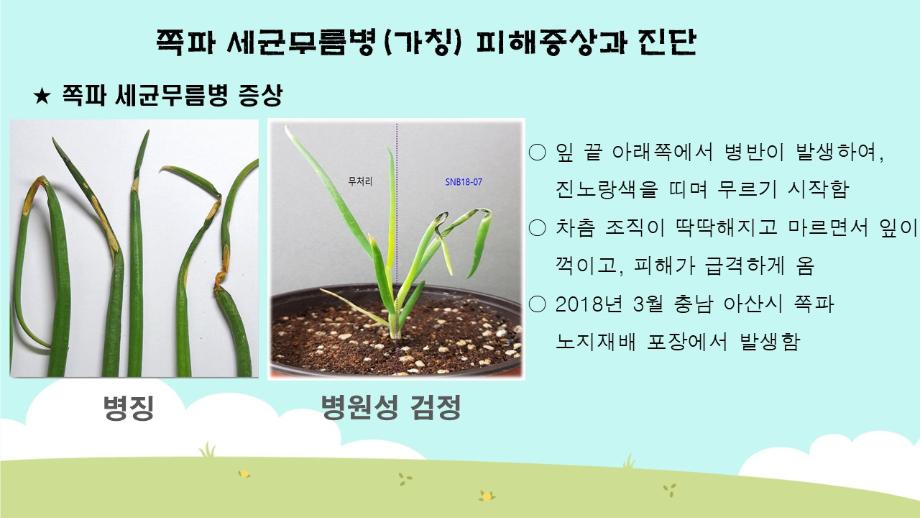 쪽파 세균무름병(가칭) 피해증상과 진단