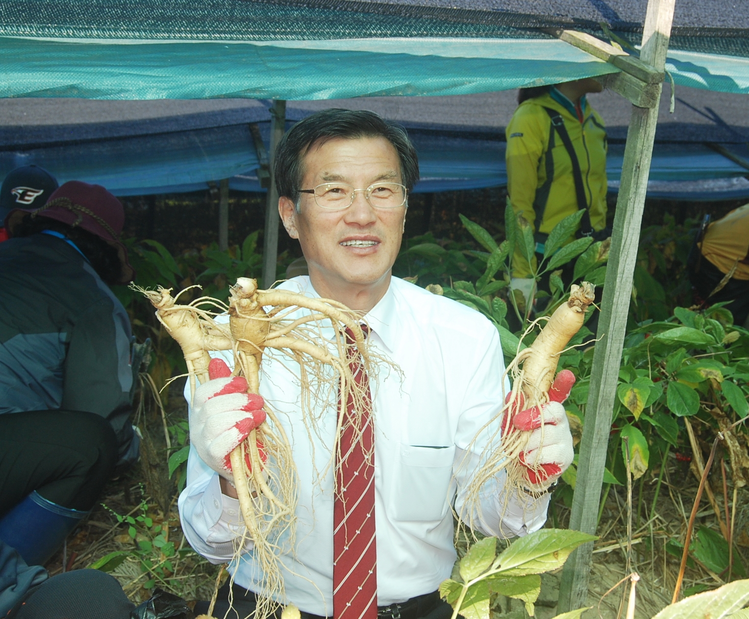 인삼골축제 현장스케치 둘째날