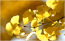 ngân hạnh(ginkgo)