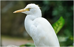 Egret