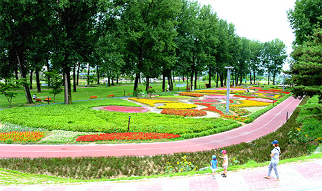 Bogangcheon Cottonwood Forest