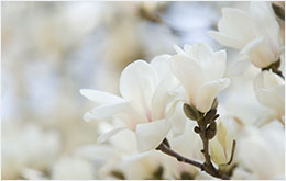 백목련 magnolia