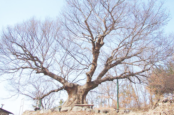 용강리(안용문) 느티나무