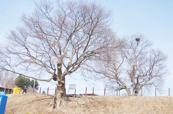 덕상리(연정) 느티나무