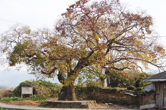 남하리(솔모루) 느티나무