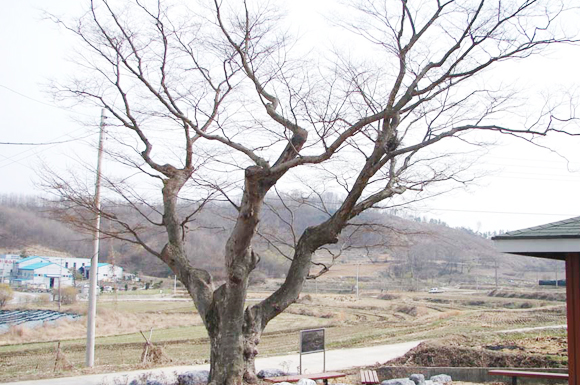 노암1리 행갈 느티나무