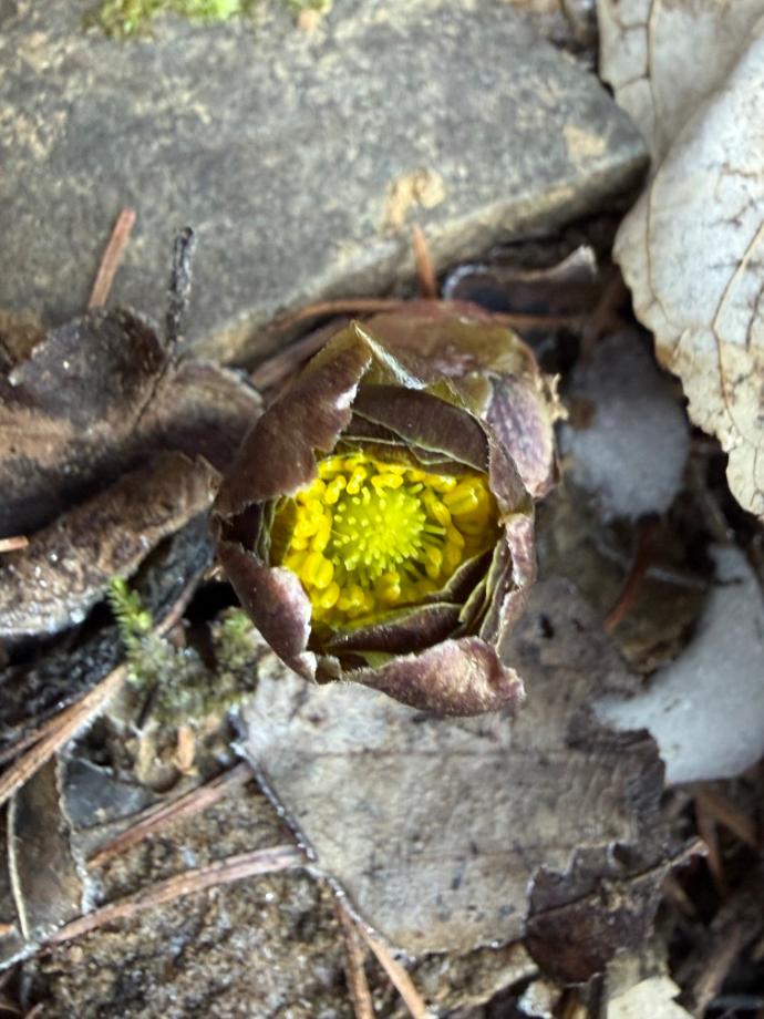 증평 좌구산, 이른 봄의 전령사 ‘복수초’ 꽃망울 맺어