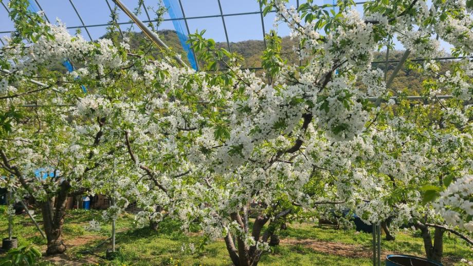 증평군, 체리꽃으로 봄 관광 연다...특화작목 육성 박차