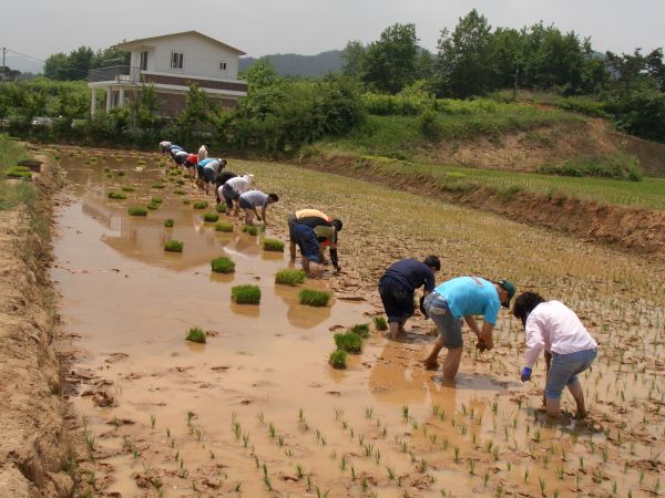 군공무원 농촌일손돕기에 구슬땀흘려