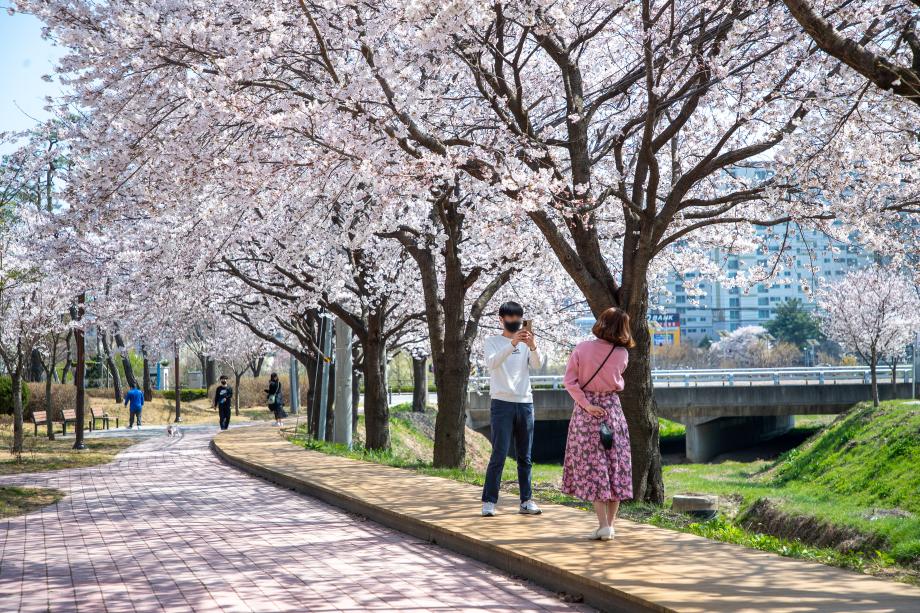 벚꽃 핀 연천천변