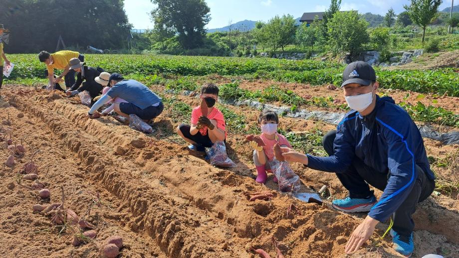 박물관 농경문화체험-고구마 캐기