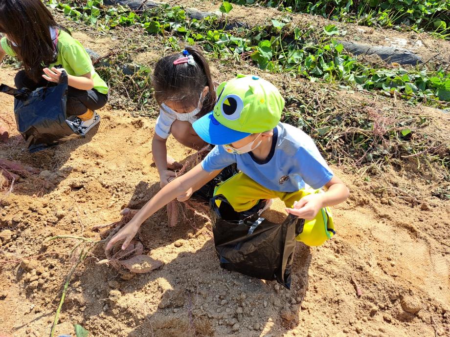 박물관 농경문화체험-고구마 캐기