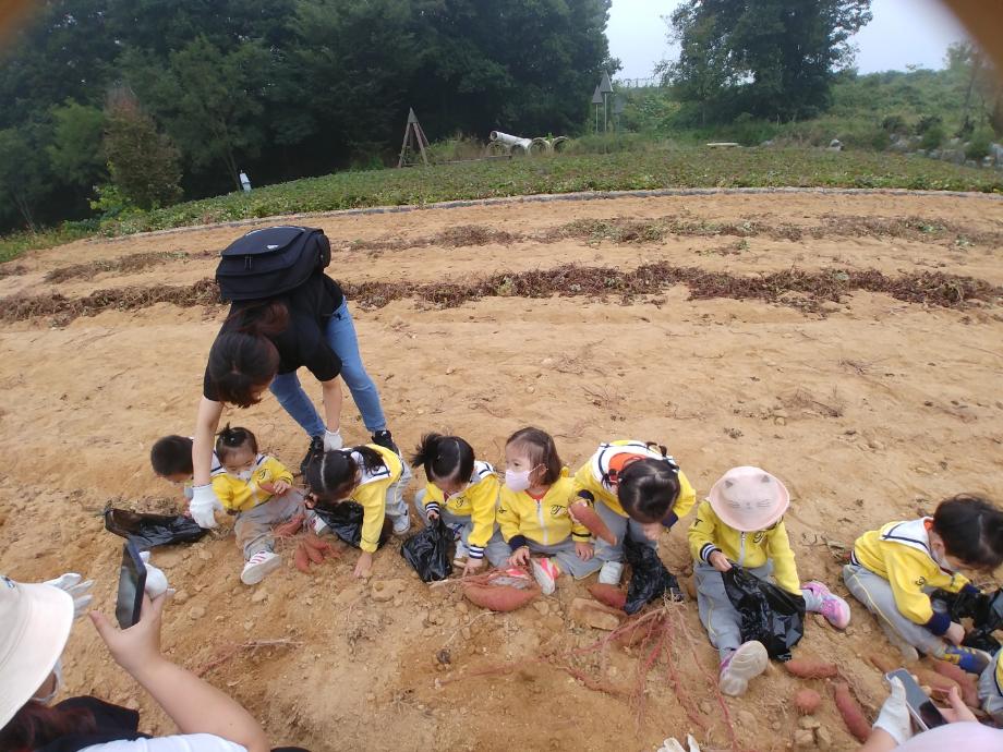 박물관 농경문화체험-고구마 캐기